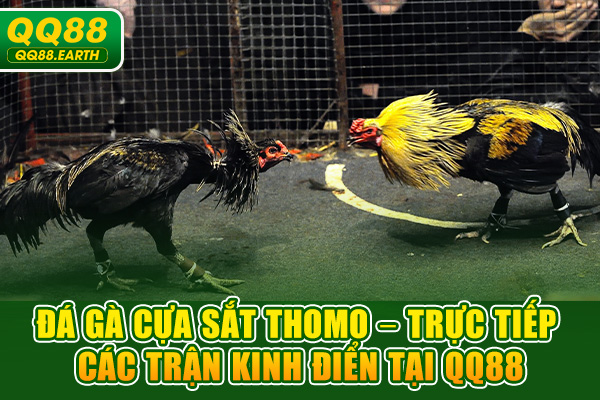 Đá Gà Cựa Sắt Thomo – Trực Tiếp Các Trận Kinh Điển Tại QQ88
