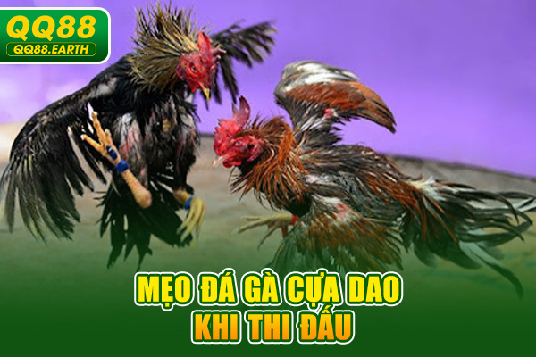 Mẹo đá gà cựa dao khi thi đấu