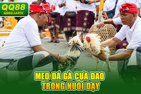 Mẹo đá gà cựa dao trong nuôi dạy