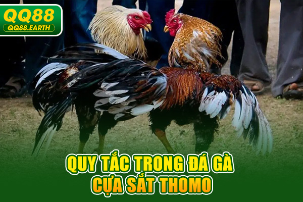 Quy tắc trong đá gà cựa sắt Thomo