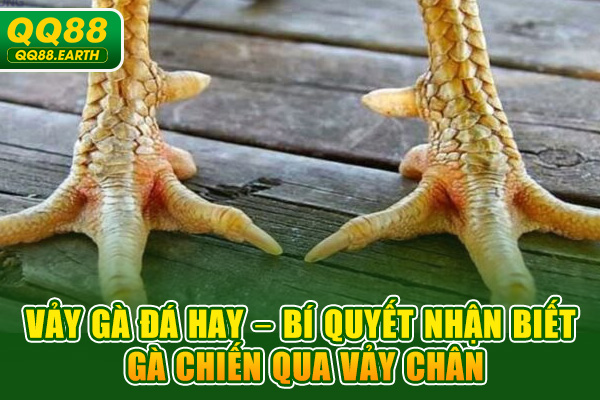 Vảy Gà Đá Hay – Bí Quyết Nhận Biết Gà Chiến Qua Vảy Chân